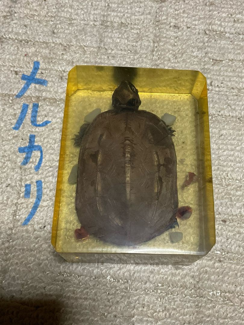 レジン亀／クサガメのレジン標本となります。【お土産品で購入した物です。】。