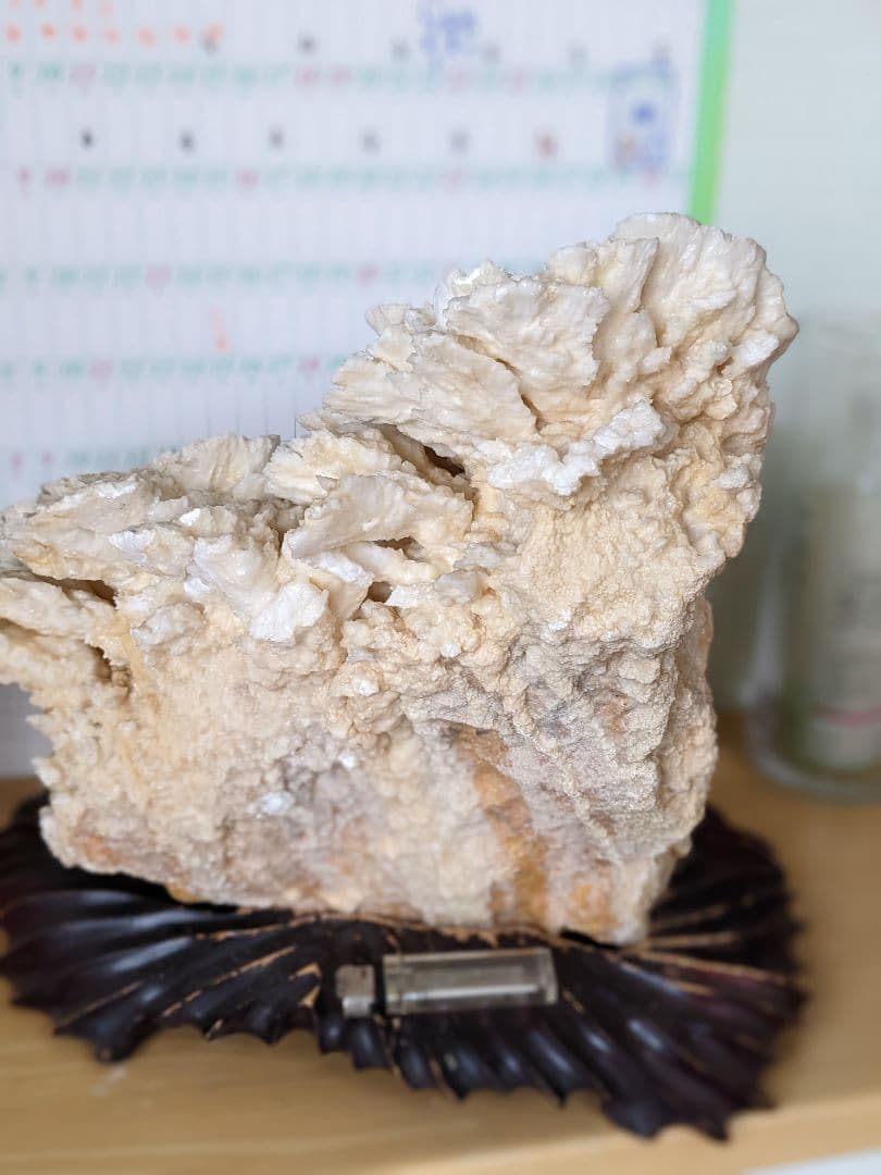 珊瑚礁　海の宝