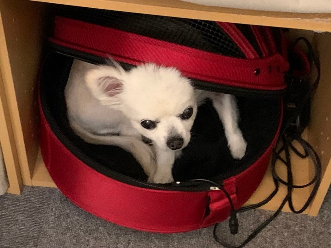 sleepypod 赤色 キャリーバッグ ・ウォーマー 付き　犬•猫用