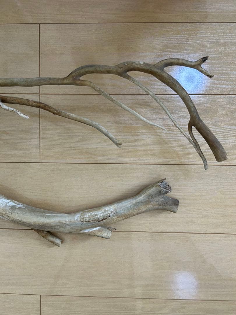 珊瑚　深海松 レインボーコーラル 原木 希少