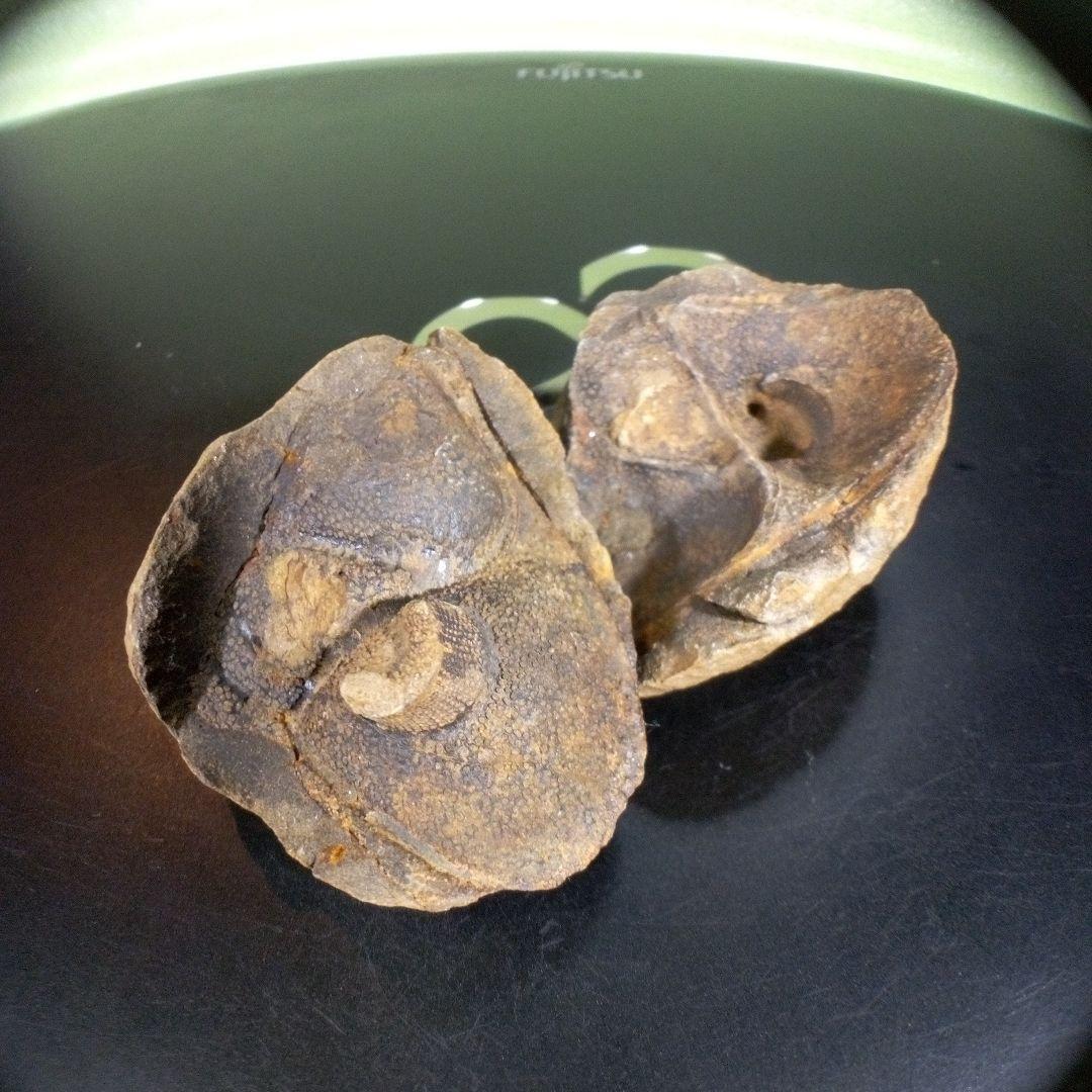 三葉虫　化石　fossil　海　ボリビア産　trilobite　レア　化石№⑩