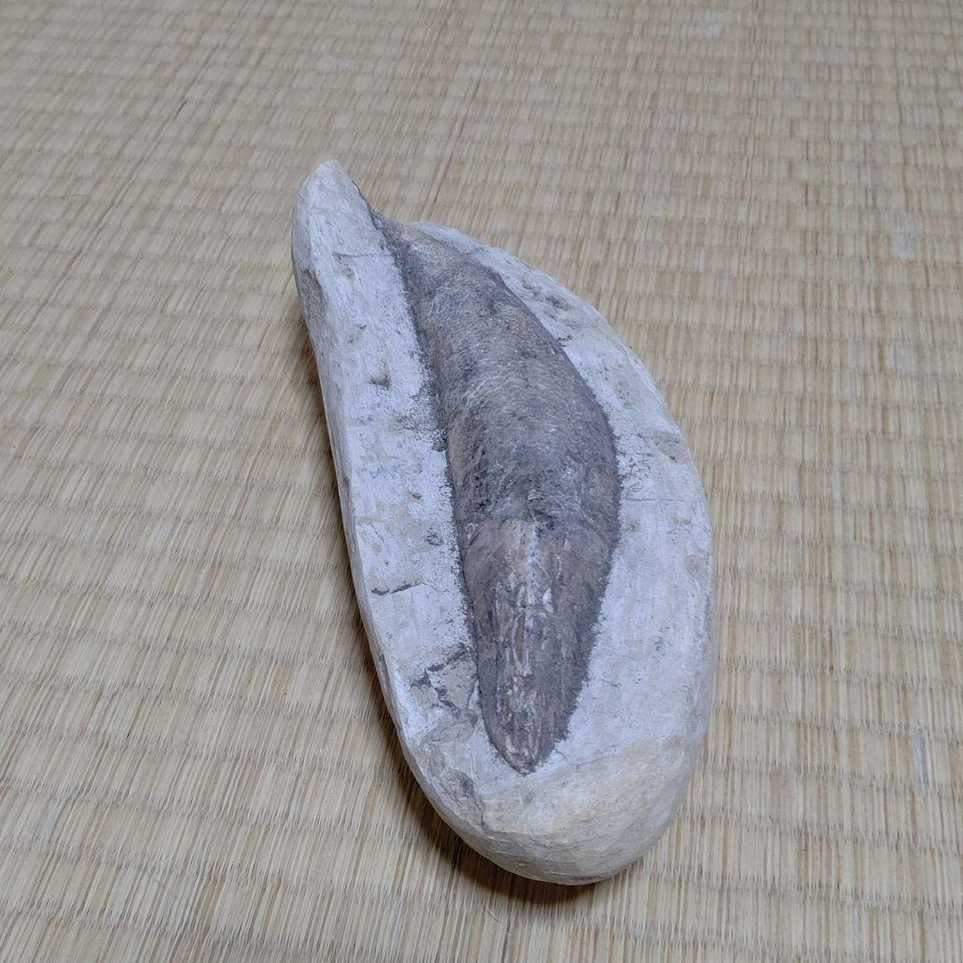 化石、恐竜超レア逸品化石、魚の化石、状態良し。ウロコしっかり有ります。