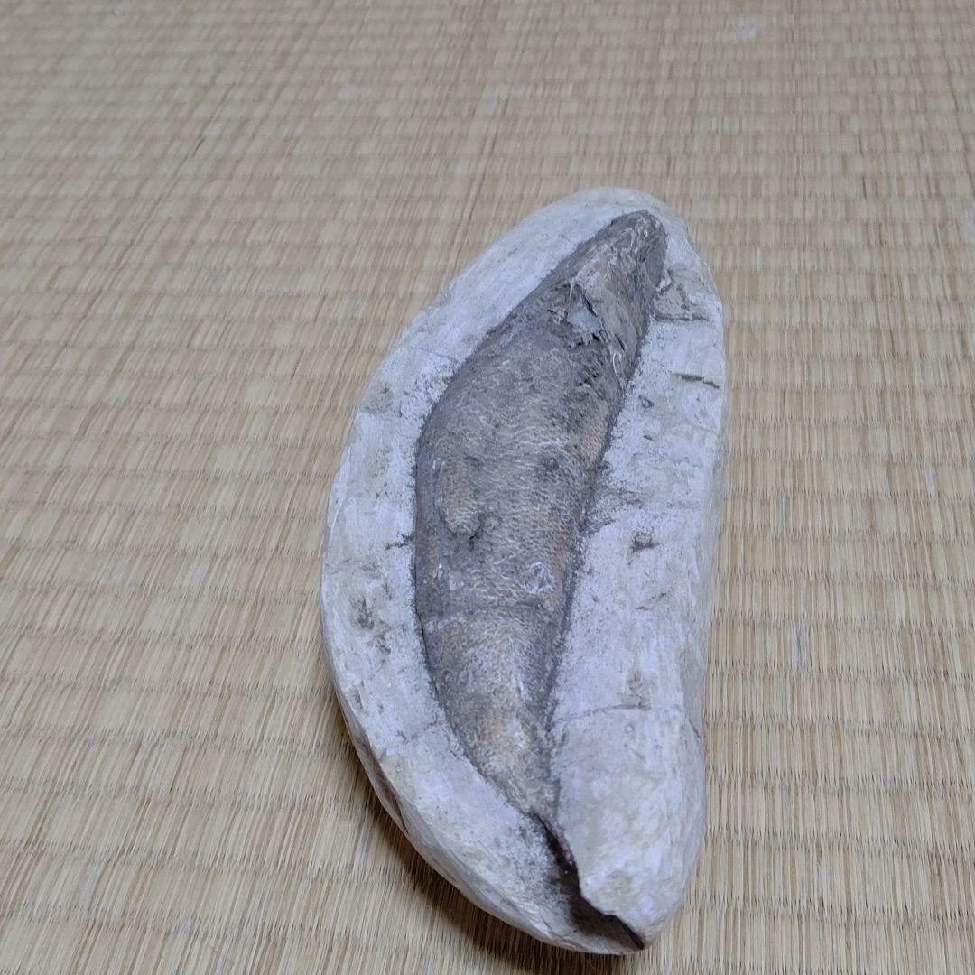 化石、恐竜超レア逸品化石、魚の化石、状態良し。ウロコしっかり有ります。