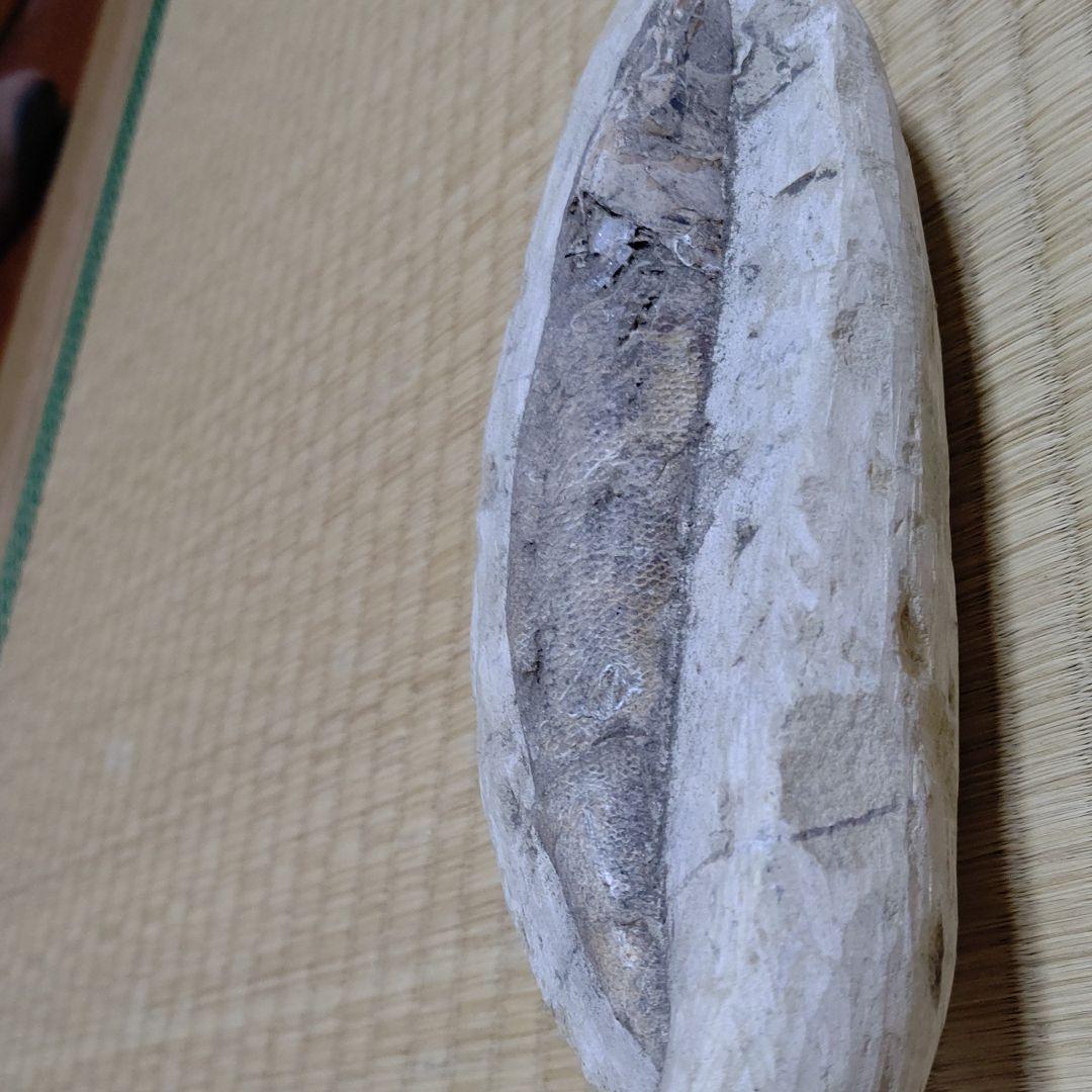 化石、恐竜超レア逸品化石、魚の化石、状態良し。ウロコしっかり有ります。