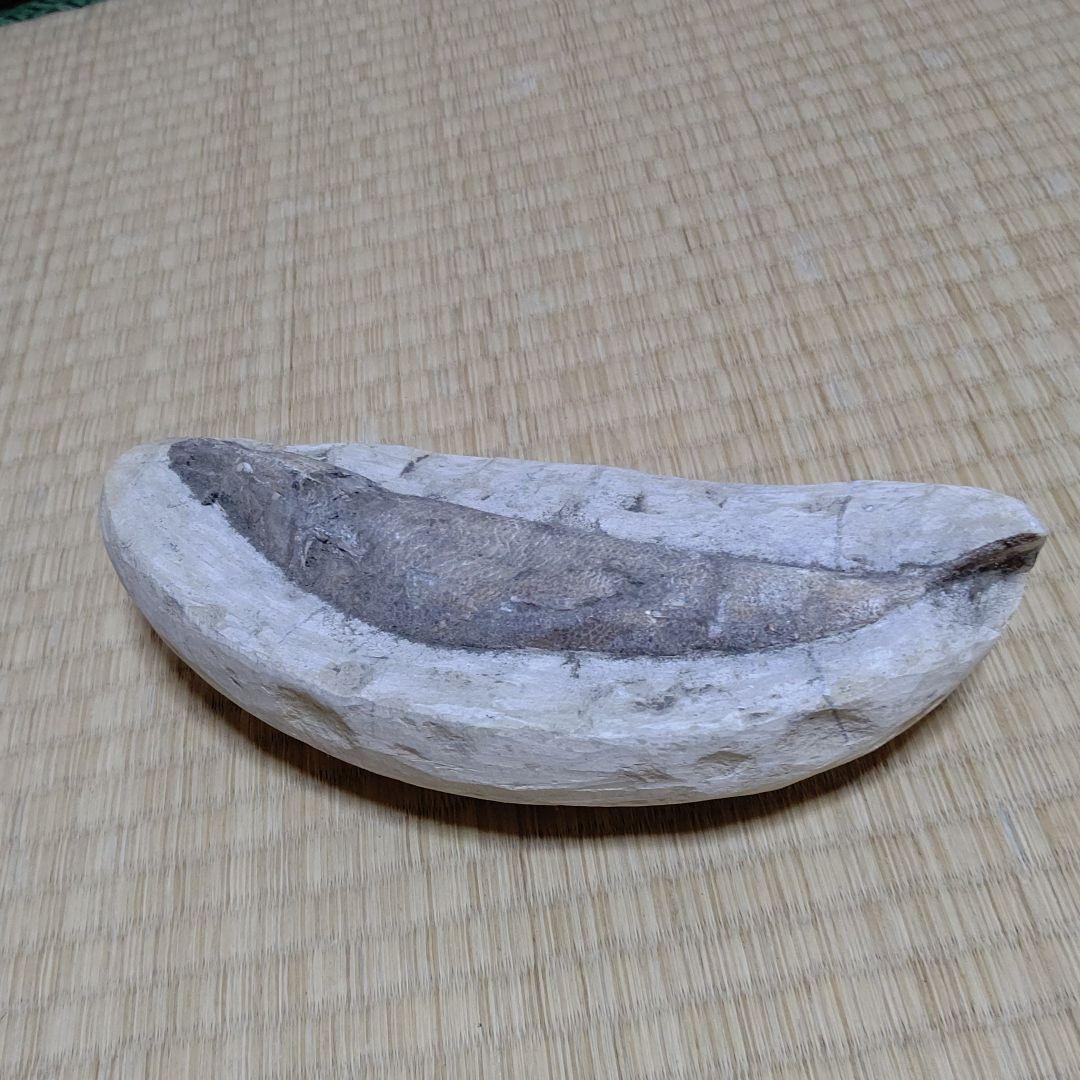 化石、恐竜超レア逸品化石、魚の化石、状態良し。ウロコしっかり有ります。