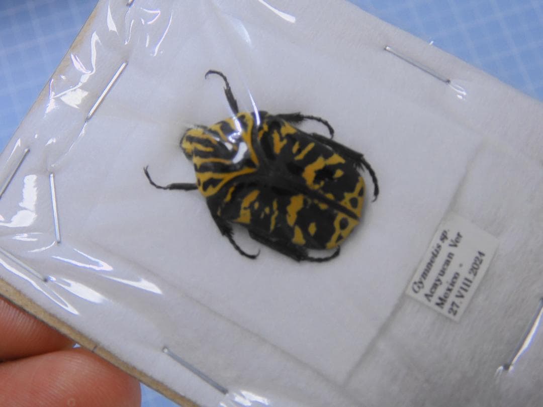 標本 Mexico Gymnetis s.p 23mm