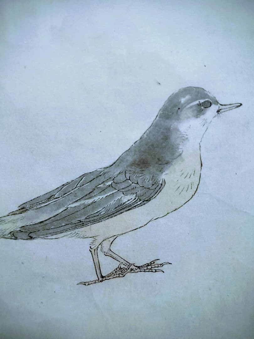 オリジナル原画　E85　 ピンク枠と黒いフレーム付 明治期　キセキレイ　岡嶋正夫