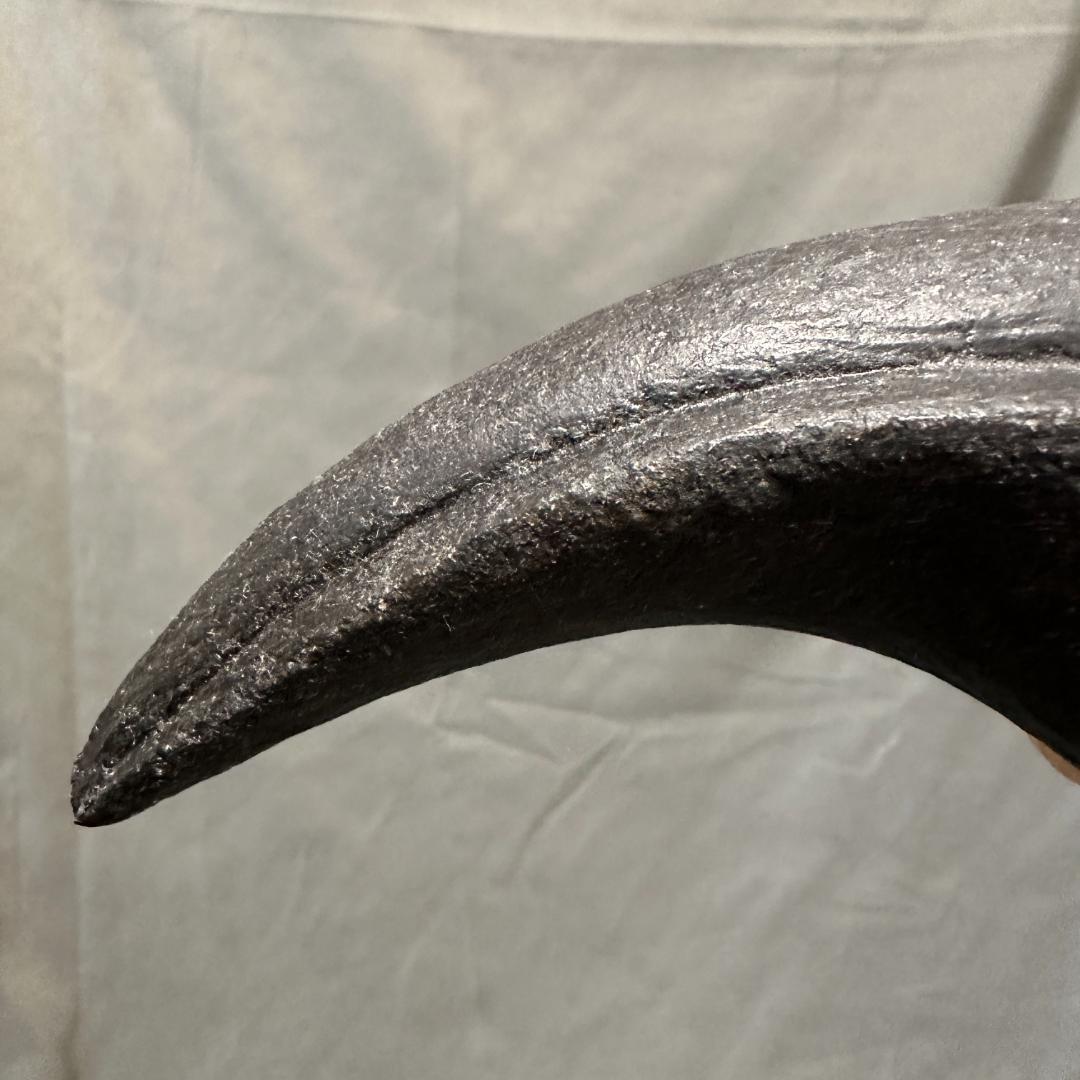 カルカロドントサウルス フットクロウ かぎ爪 化石 肉食恐竜 獣脚類 1515