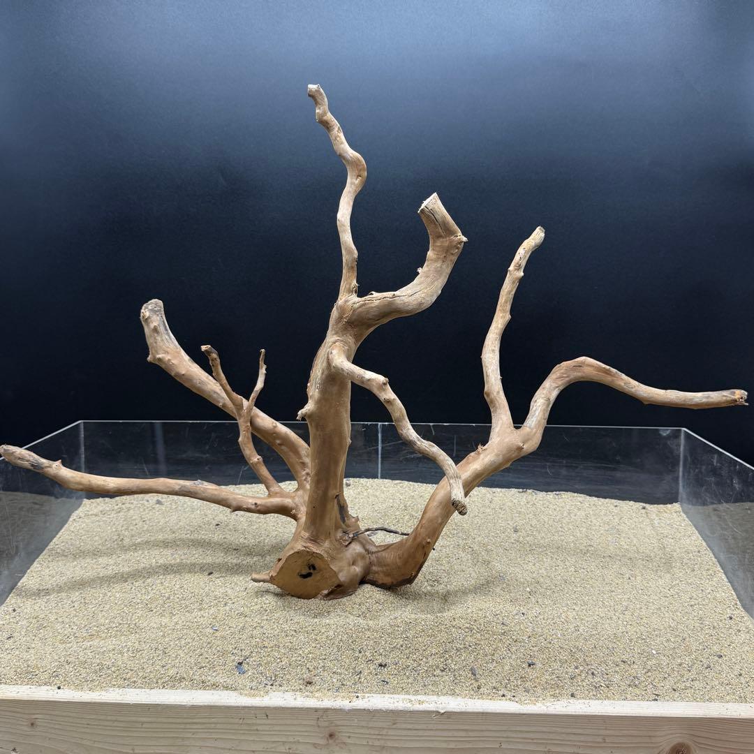 MDW-6785 MDW-6999 特大ブランチウッド　流木　枝流木