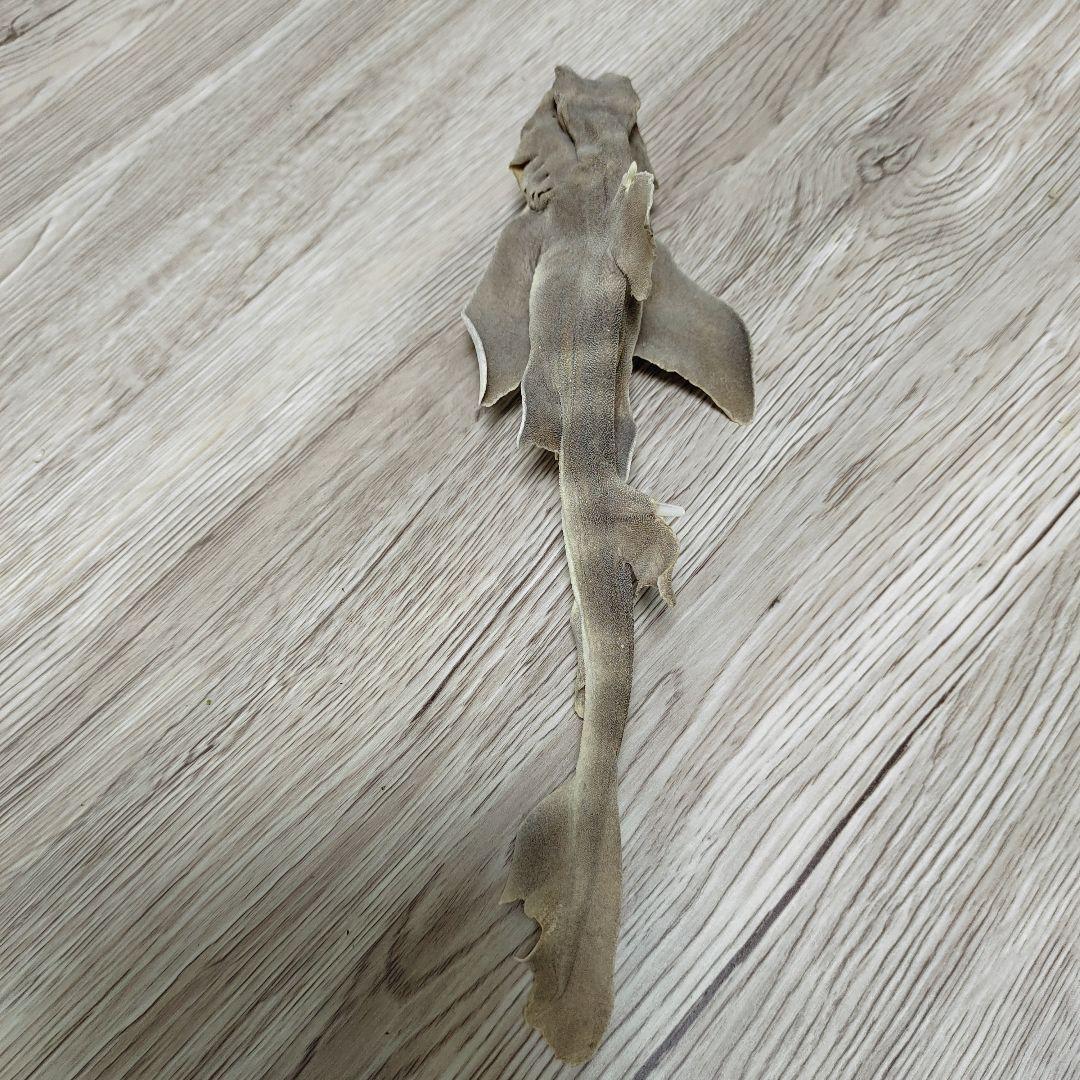 ネコザメ乾燥標本