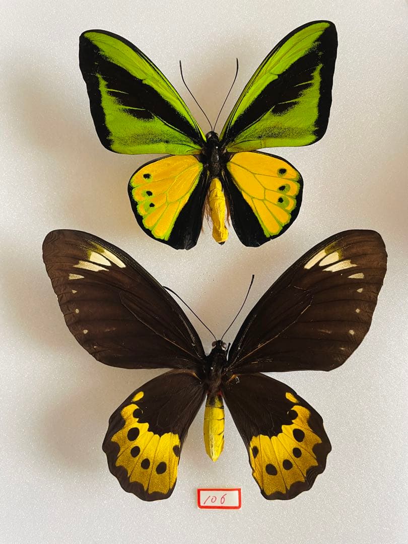 【1ペア】ゴライアストリバネアゲハ（パプアニューギニア産）