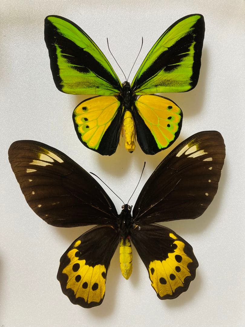 【1ペア】ゴライアストリバネアゲハ（パプアニューギニア産）