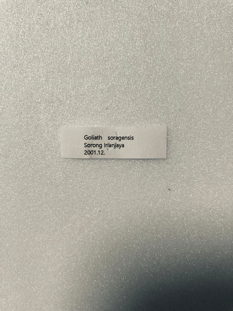 【1ペア】ゴライアストリバネアゲハ（パプアニューギニア産）