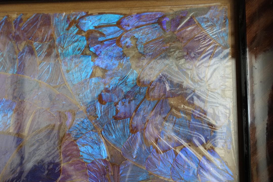 244　蝶羽画　希少 レア 羽根細工 モルフォ蝶 羽アートパネル