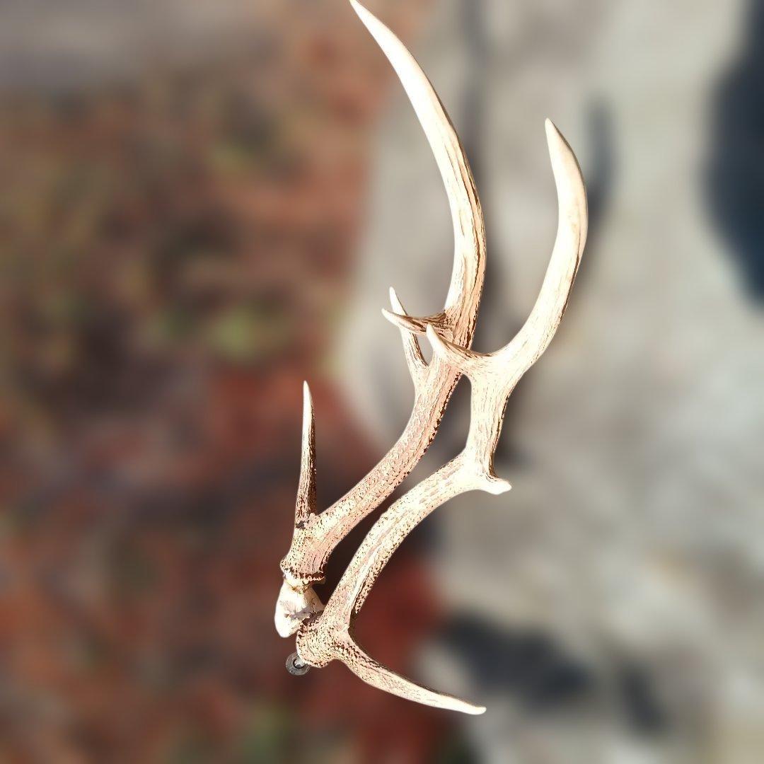 81..蝦夷鹿のつの自然な形状の白色の角 約60cm.描くモチーフで使用