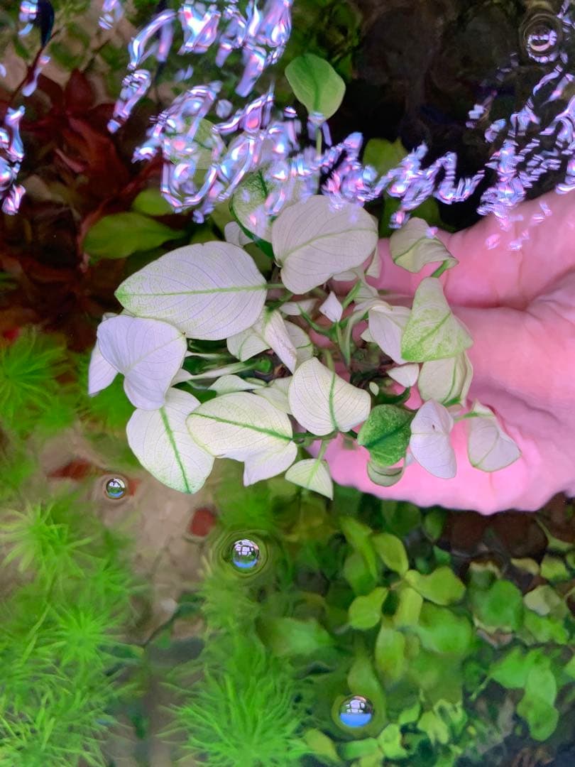 みーみ様向けまとめ出品します