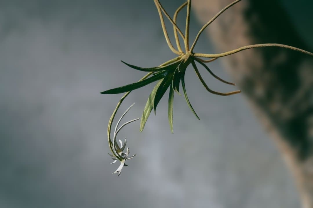 モリソン小林 morison kobayashi 金属のフウラン風蘭 オブジェ