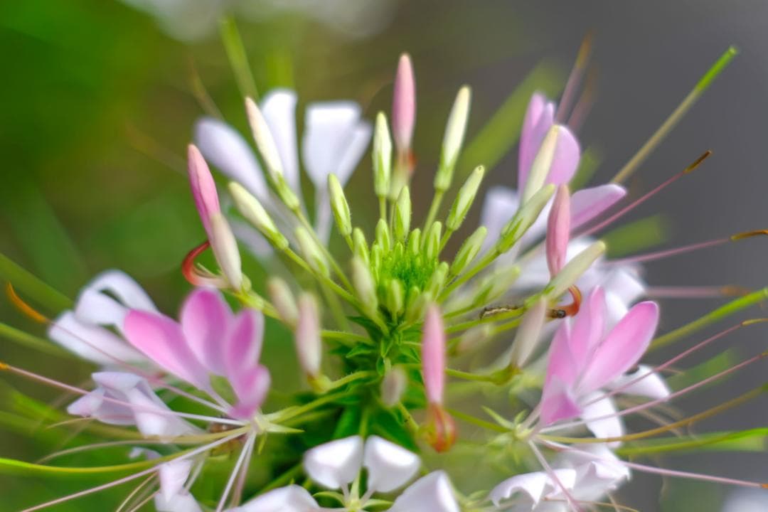 MINOLTA MD ROKKOR 50㎜ F1.7 マニュアルフォーカス