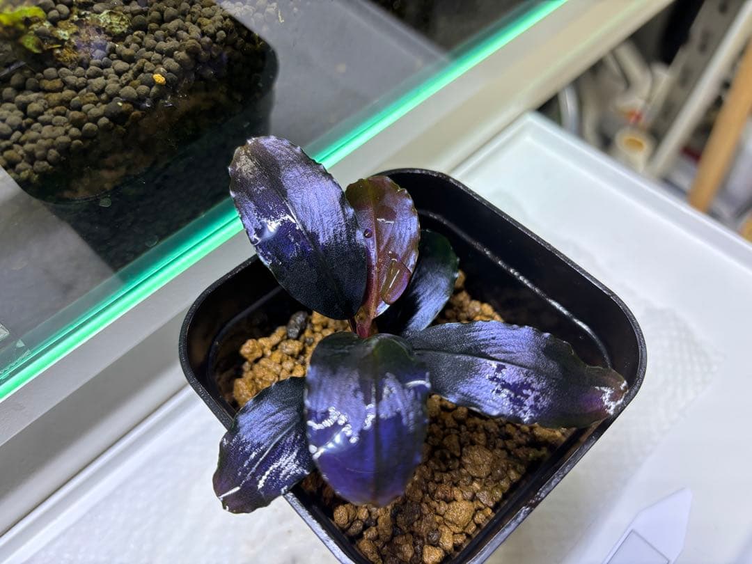 水草 Bucephalandra sp. theia blue