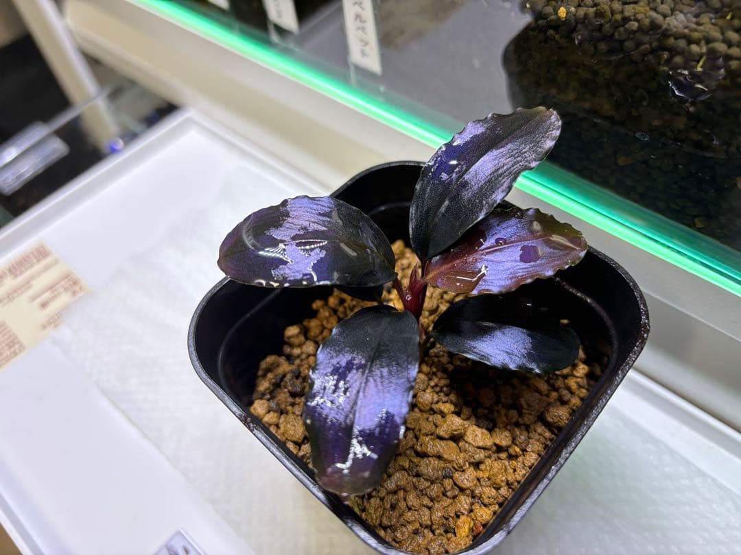 水草 Bucephalandra sp. theia blue