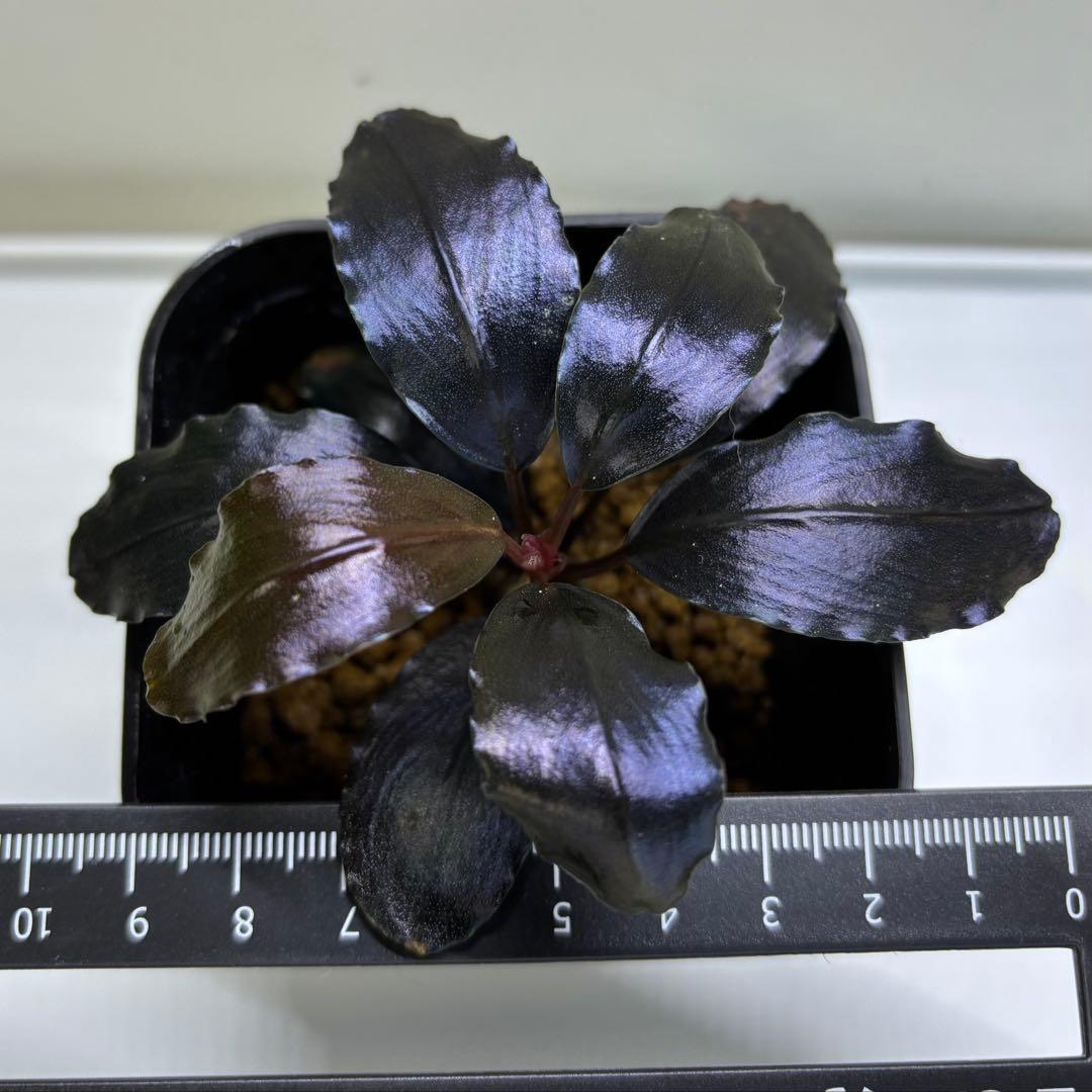 水草 Bucephalandra sp. theia blue