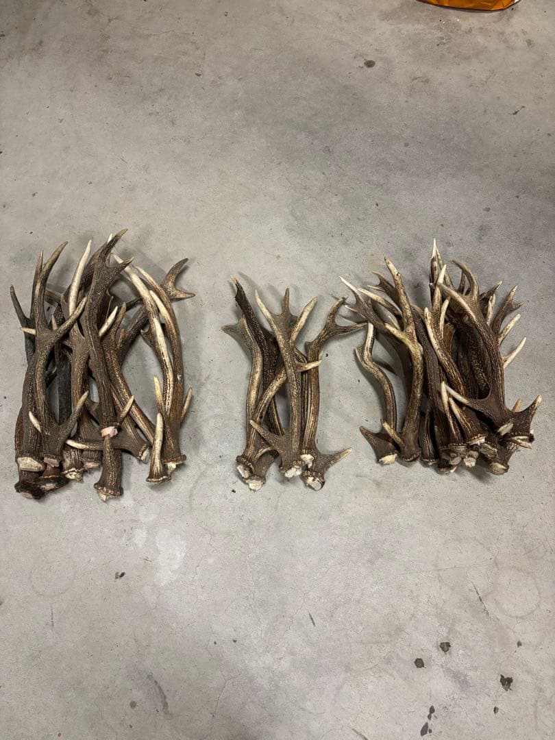 日本鹿　角　まとめ売り