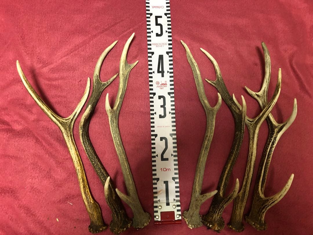エゾシカ角　中型２１本セット