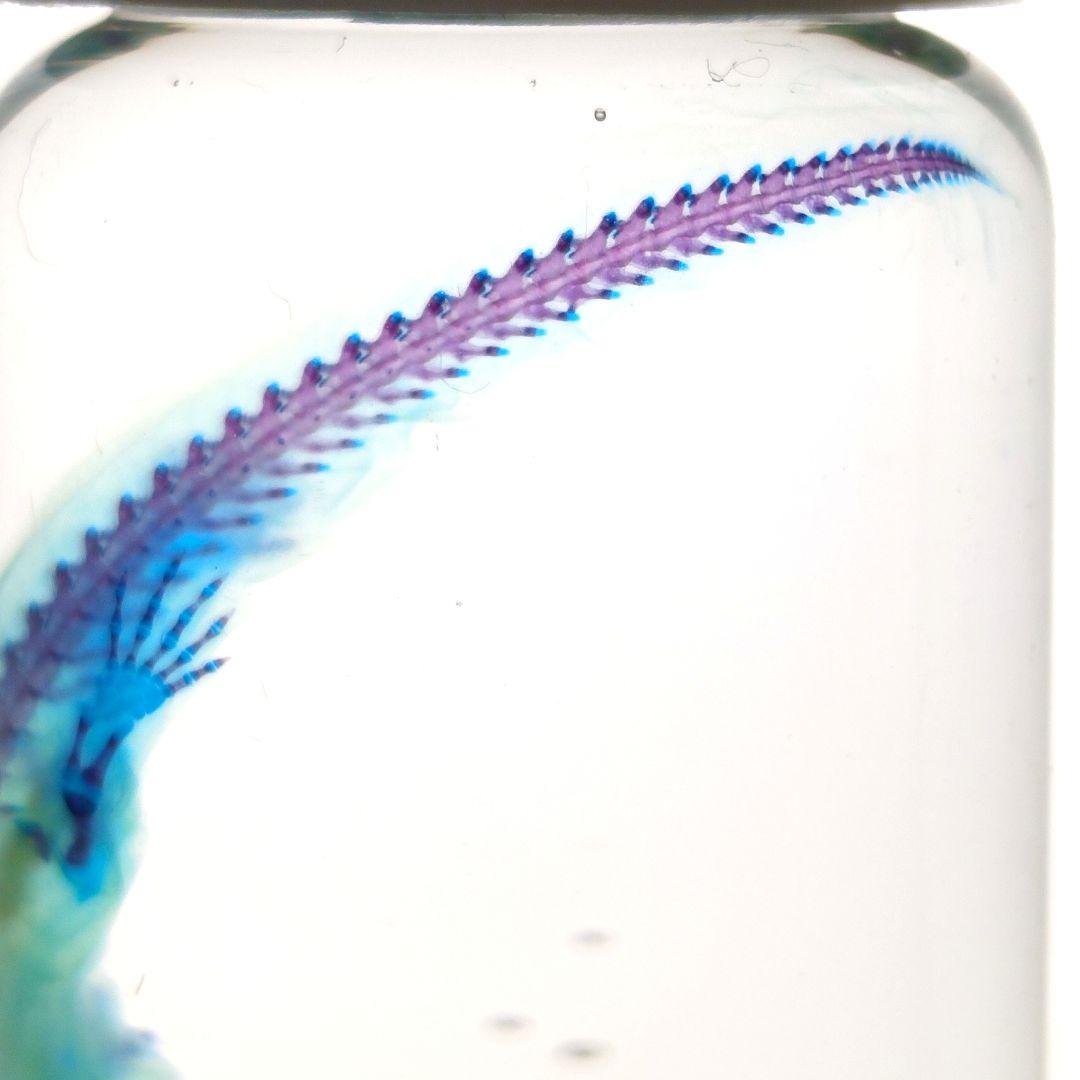 【1点物】極美品☆極希少 透明骨格標本 ハコネサンショウウオ 幼体 約50mm