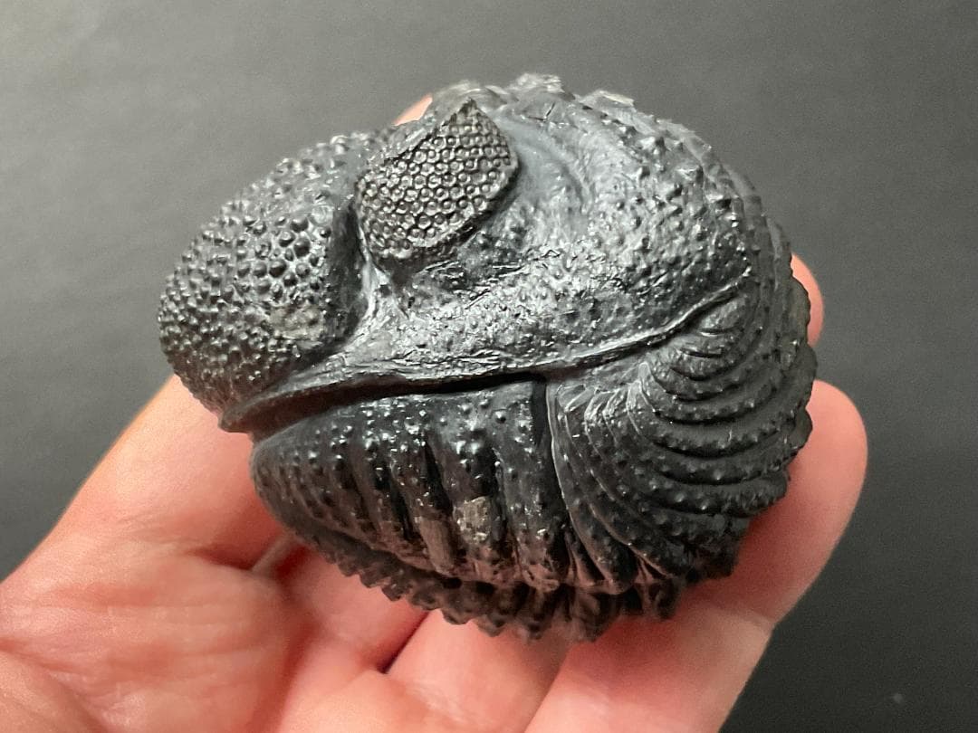 ドロトプス・メガロマニクス [PH59] 三葉虫 化石