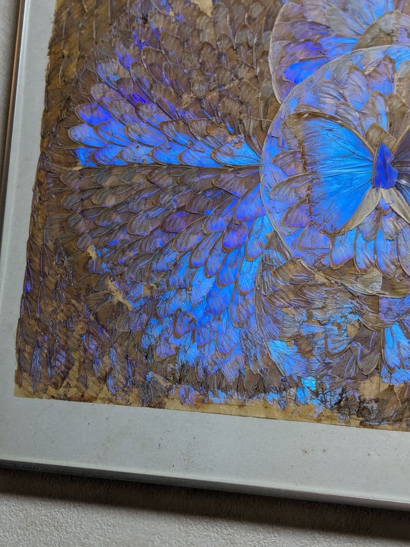 モルフォ蝶額/絵画