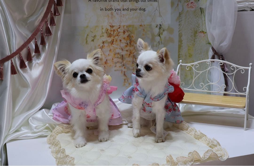 cocoAtoi ココアトワ　Mサイズ2枚セット