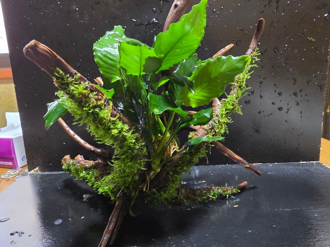 ブランチウッド大サイズ