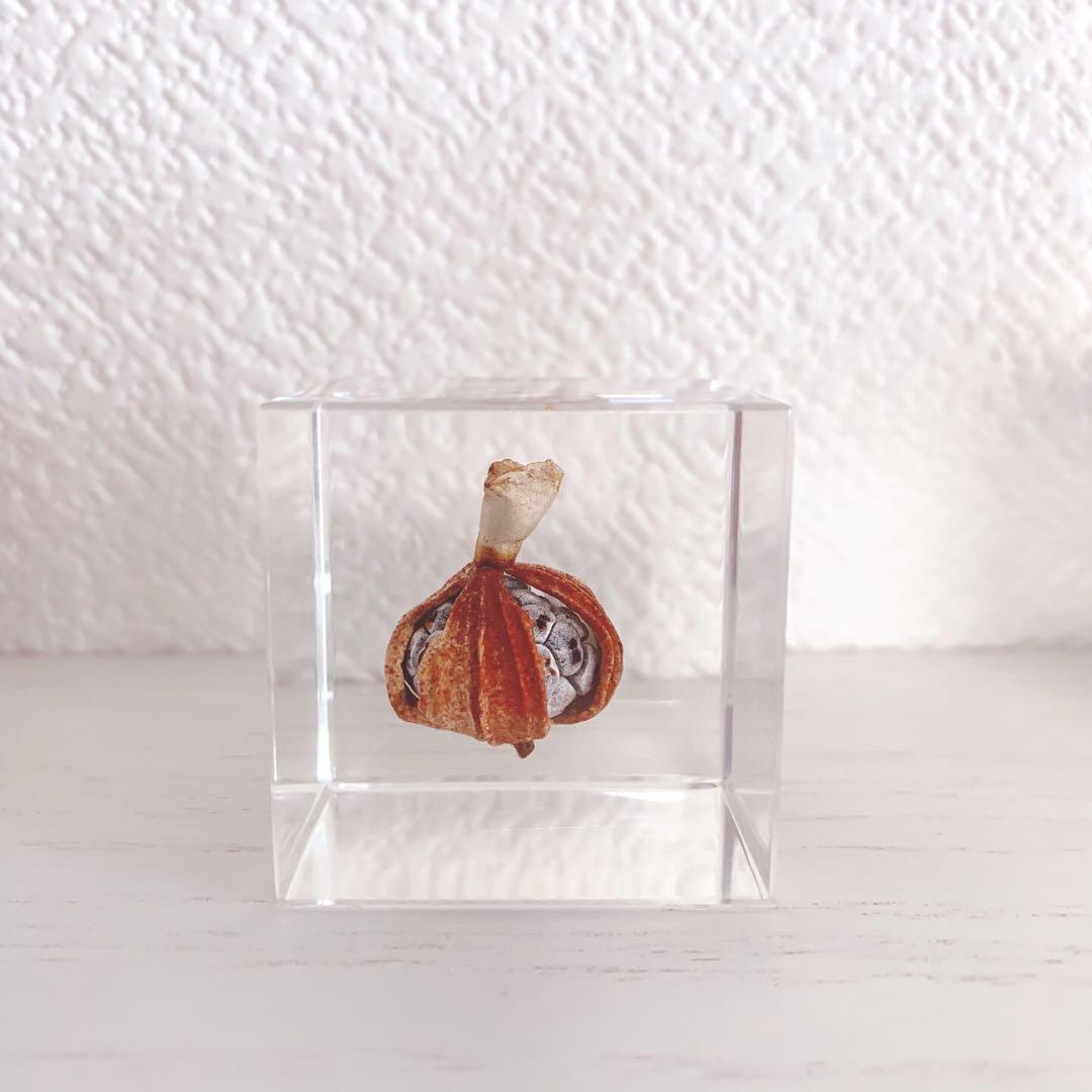 ウサギノネドコ Sola cube ３種類セット　標本ケース付き