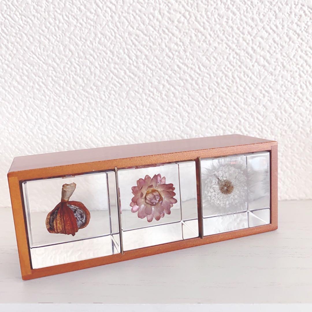 ウサギノネドコ Sola cube ３種類セット　標本ケース付き