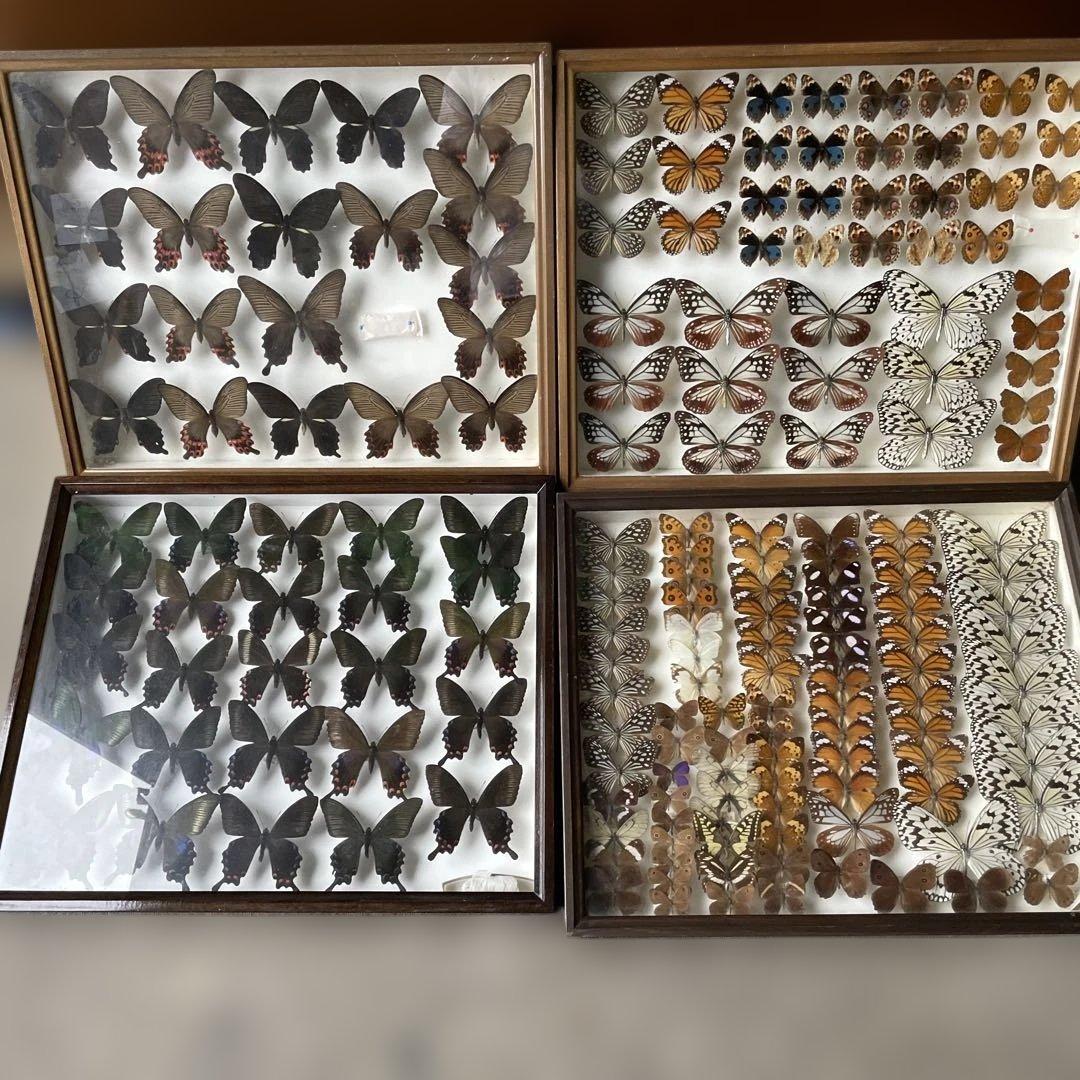 蝶の標本セット 多数4ケース