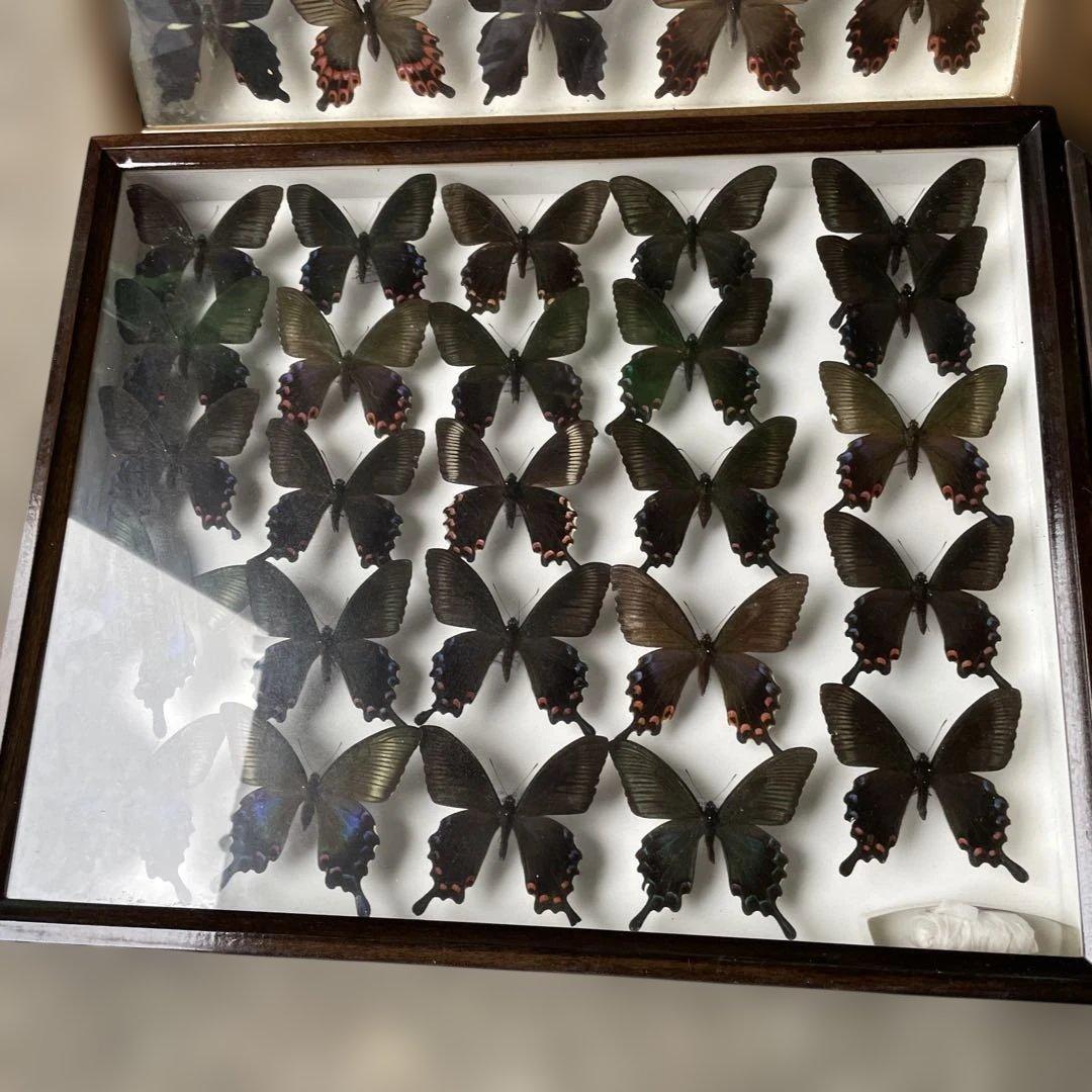 蝶の標本セット 多数4ケース