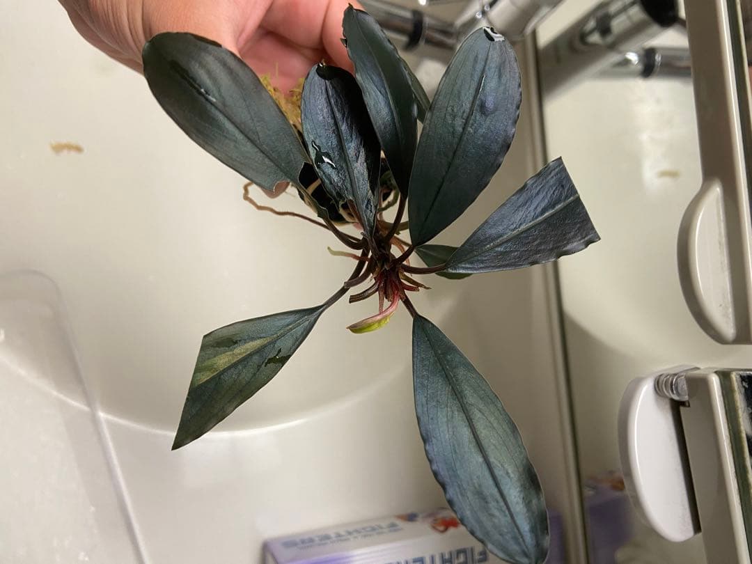 水草 Bucephalandra sp. . deep purple az0819-4