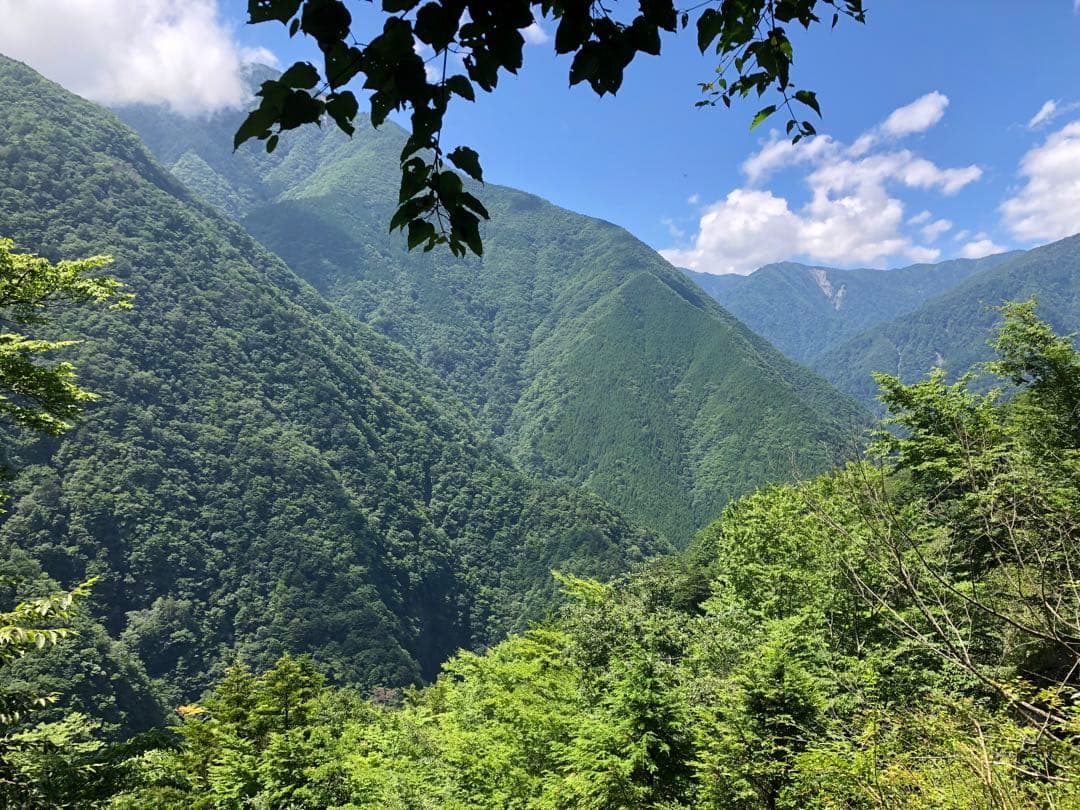 無農薬栽培の川根茶　100g×10袋 健康長寿のお茶　農家直売　静岡茶