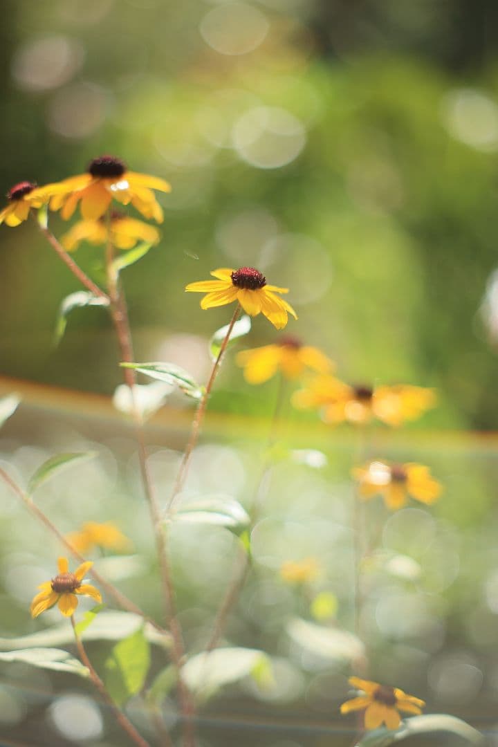 Super-Takumar 55mm F1.8 後期型 光学美品 【黄変除去済】