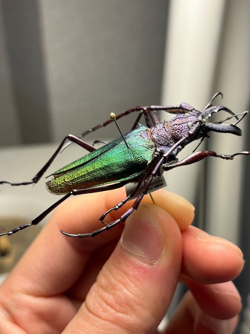 【青緑黄】ルリオニカミキリ ムラサキオニノコギリカミキリ 昆虫標本