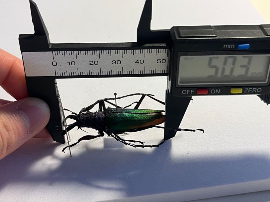 【青緑黄】ルリオニカミキリ ムラサキオニノコギリカミキリ 昆虫標本