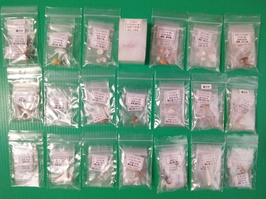 鹿児島県内で採集した「中型・小型・微小貝の貝殻２８０種類」