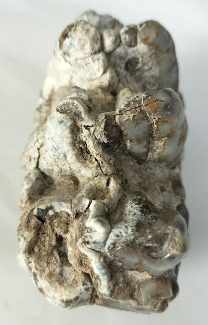 ペンタロフォドンの歯の化石