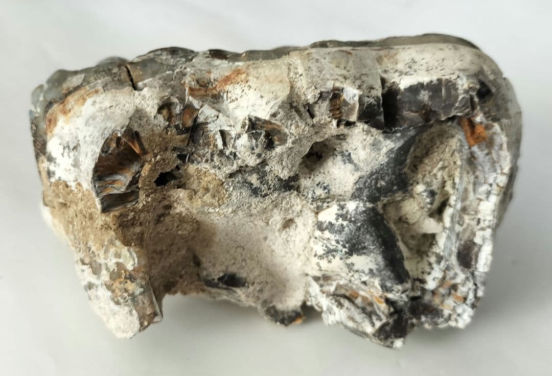 ペンタロフォドンの歯の化石