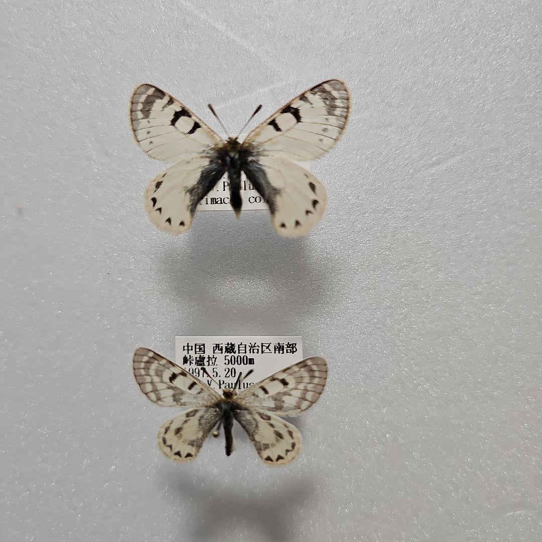 ハニングトンウスバシロチョウ