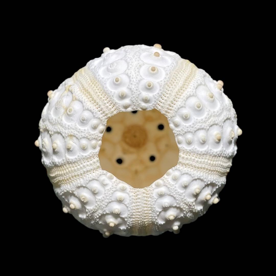 コウテイウニ　ウニの殻