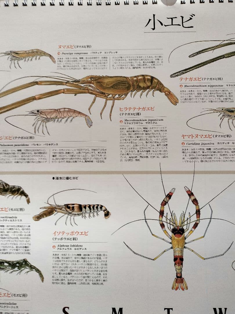 BE-PAL ビーパル カレンダー 新品未使用 1994年 ヴィンテージ