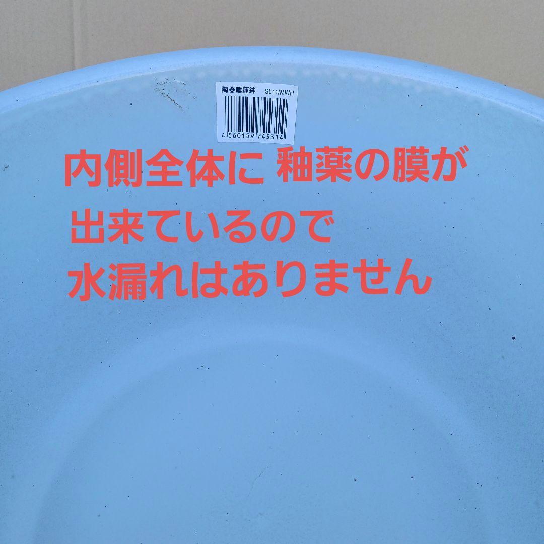 豆助　∅42　2個セット　陶器睡蓮鉢　メダカ鉢　難有　白　ホワイト　MWH