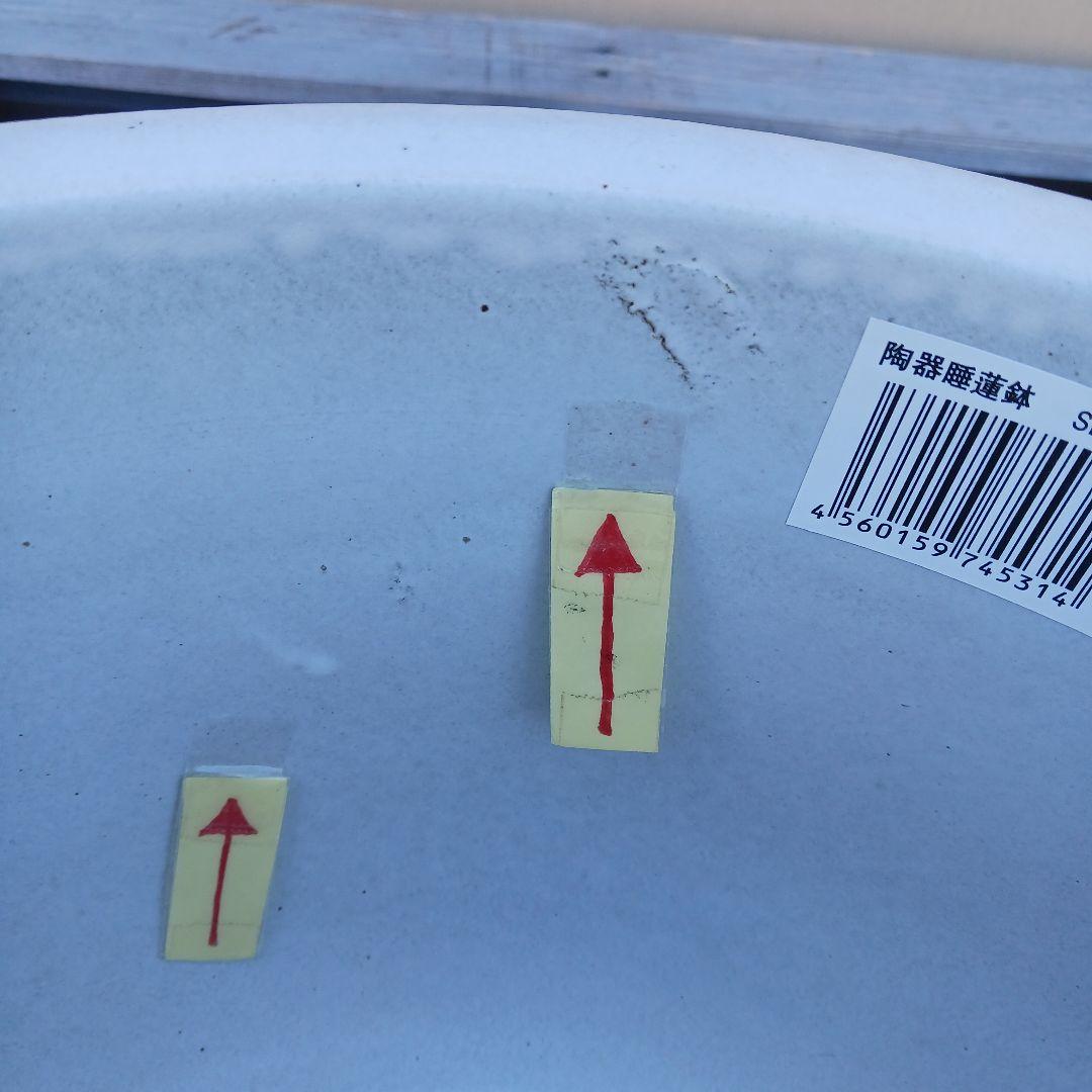 豆助　∅42　2個セット　陶器睡蓮鉢　メダカ鉢　難有　白　ホワイト　MWH