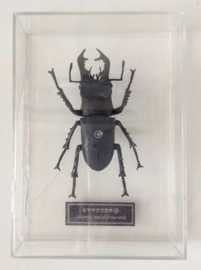 ミヤマクワガタ 標本 全長約7.5cm 甲虫 昆虫 ケース付